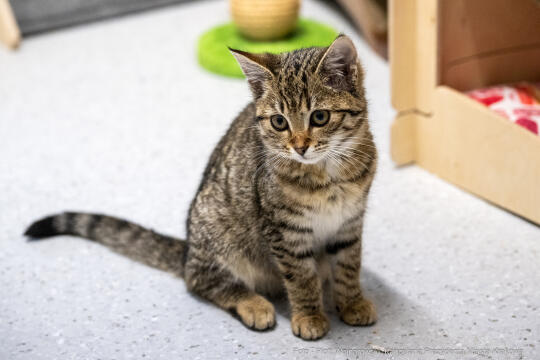 Kraków, Otofotokronika, Urząd Miasta Krakowa, UMK, Majchrowski, Schronisko Dla Bezdomnych Zwierzą