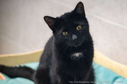 Kraków, Otofotokronika, Urząd Miasta Krakowa, UMK, Majchrowski, Schronisko Dla Bezdomnych Zwierzą