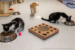 Kraków, Otofotokronika, Urząd Miasta Krakowa, UMK, Majchrowski, Schronisko Dla Bezdomnych Zwierzą