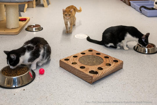 Kraków, Otofotokronika, Urząd Miasta Krakowa, UMK, Majchrowski, Schronisko Dla Bezdomnych Zwierzą