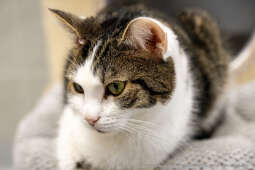 Kraków, Otofotokronika, Urząd Miasta Krakowa, UMK, Majchrowski, Schronisko Dla Bezdomnych Zwierzą