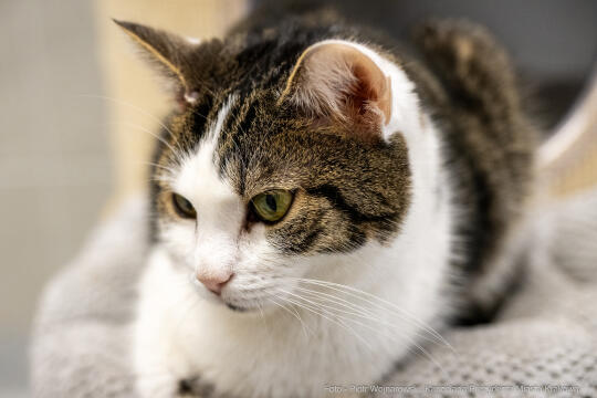 Kraków, Otofotokronika, Urząd Miasta Krakowa, UMK, Majchrowski, Schronisko Dla Bezdomnych Zwierzą