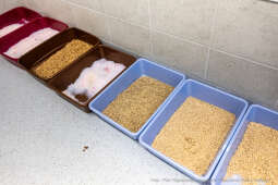 Kraków, Otofotokronika, Urząd Miasta Krakowa, UMK, Majchrowski, Schronisko Dla Bezdomnych Zwierzą