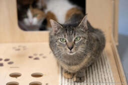 Kraków, Otofotokronika, Urząd Miasta Krakowa, UMK, Majchrowski, Schronisko Dla Bezdomnych Zwierzą