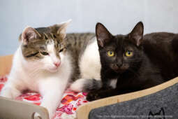 Kraków, Otofotokronika, Urząd Miasta Krakowa, UMK, Majchrowski, Schronisko Dla Bezdomnych Zwierzą