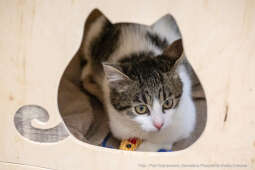 Kraków, Otofotokronika, Urząd Miasta Krakowa, UMK, Majchrowski, Schronisko Dla Bezdomnych Zwierzą