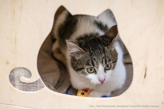 Kraków, Otofotokronika, Urząd Miasta Krakowa, UMK, Majchrowski, Schronisko Dla Bezdomnych Zwierzą