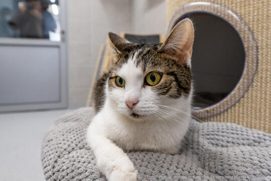 Kraków, Otofotokronika, Urząd Miasta Krakowa, UMK, Majchrowski, Schronisko Dla Bezdomnych Zwierzą