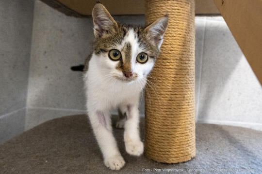 Kraków, Otofotokronika, Urząd Miasta Krakowa, UMK, Majchrowski, Schronisko Dla Bezdomnych Zwierzą