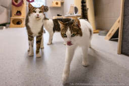  Kraków, UMK, Majchrowski, koty, schronisko dla bezdomnych zwi