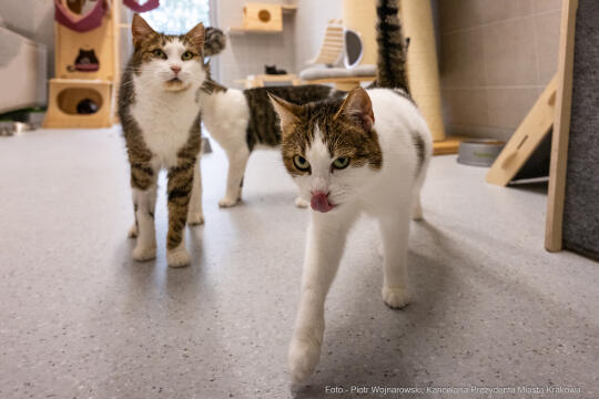  Kraków, UMK, Majchrowski, koty, schronisko dla bezdomnych zwi