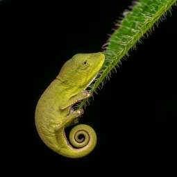 barwy Świata przyrody 2024--kameleon fot. piotr_Łukasik.jpg