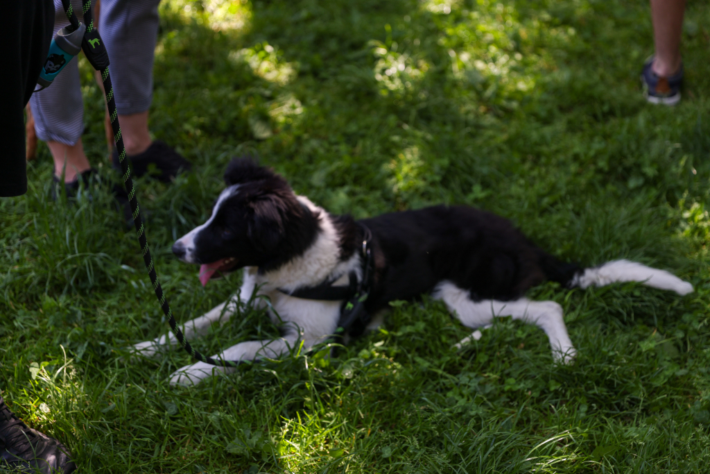20240525-img_7268.jpg-Marsz, Psy, Miszalski  Autor: B. Świerzowski