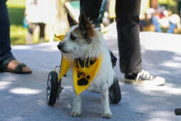 20240525-img_7406.jpg-Marsz, Psy, Miszalski