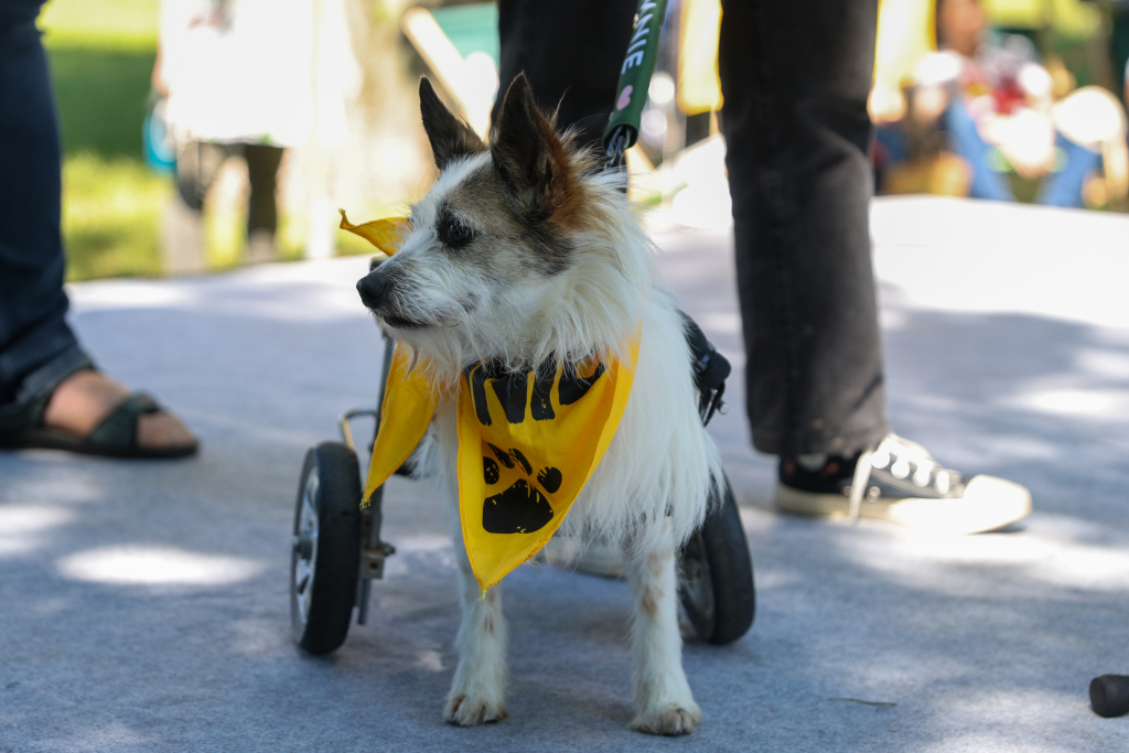 20240525-img_7406.jpg-Marsz, Psy, Miszalski  Autor: B. Świerzowski