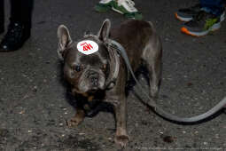 Miszalski, prezydent, obchody, Dzień Wolności i Praw Obywatelskich, obchody, Rynek, korowód, Drze