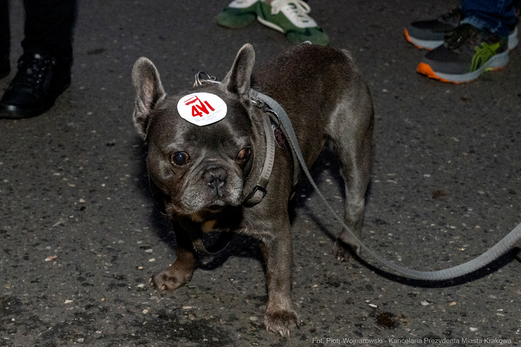 Miszalski, prezydent, obchody, Dzień Wolności i Praw Obywatelskich, obchody, Rynek, korowód, Drze  Autor: P. Wojnarowski