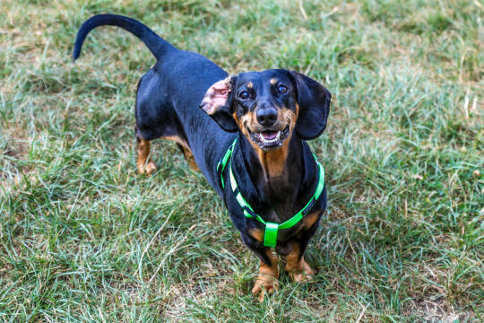 bs-240908-jg_240908_202a5068.jpg-Jamniki, Marsz, Miszalski