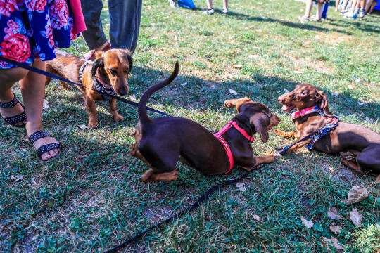 bs-240908-jg_240908_202a5111.jpg-Jamniki, Marsz, Miszalski