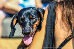 bs-240908-jg_240908_202a5562.jpg-Jamniki, Marsz, Miszalski