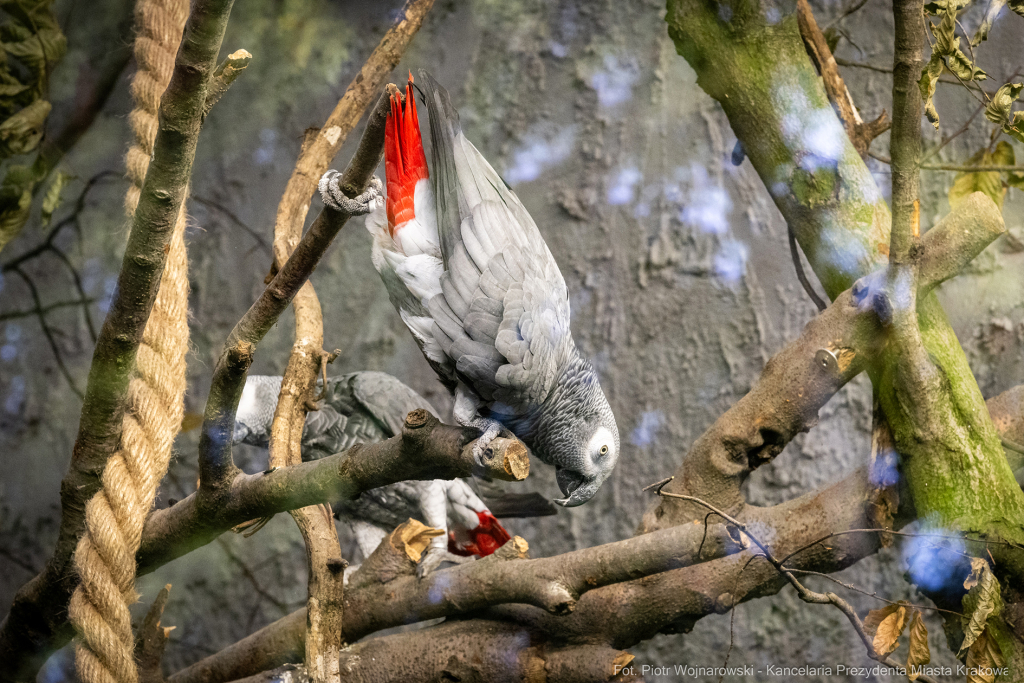 ZOO, Ptaszarnia, otwarcie jubileusz, 95-lecie, Krakowski Ogród Zoologiczny, Mazur, Klęczar, Gryga  Autor: P. Wojnarowski