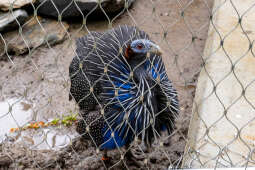 ZOO, Ptaszarnia, otwarcie jubileusz, 95-lecie, Krakowski Ogród Zoologiczny, Mazur, Klęczar, Gryga