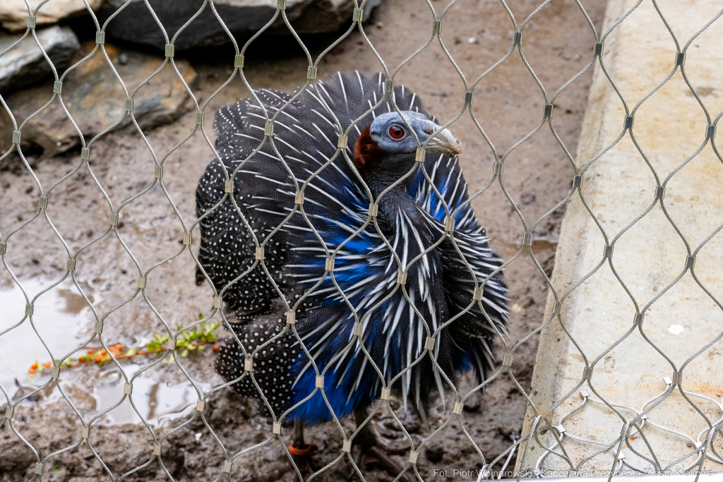 ZOO, Ptaszarnia, otwarcie jubileusz, 95-lecie, Krakowski Ogród Zoologiczny, Mazur, Klęczar, Gryga  Autor: P. Wojnarowski