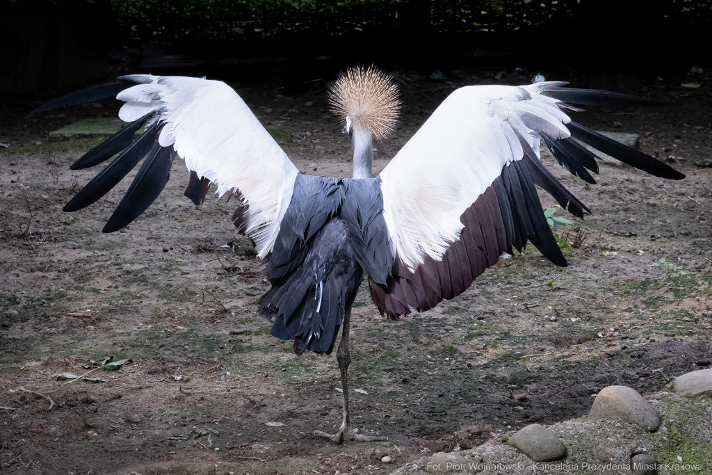 ZOO, Ptaszarnia, otwarcie jubileusz, 95-lecie, Krakowski Ogród Zoologiczny, Mazur, Klęczar, Gryga  Autor: P. Wojnarowski