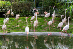 ZOO, Ptaszarnia, otwarcie jubileusz, 95-lecie, Krakowski Ogród Zoologiczny, Mazur, Klęczar, Gryga