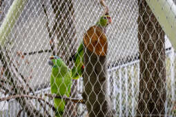 ZOO, Ptaszarnia, otwarcie jubileusz, 95-lecie, Krakowski Ogród Zoologiczny, Mazur, Klęczar, Gryga