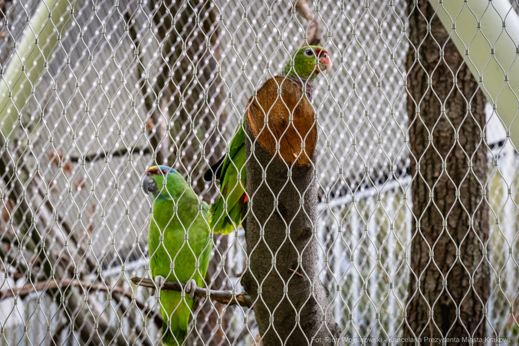 ZOO, Ptaszarnia, otwarcie jubileusz, 95-lecie, Krakowski Ogród Zoologiczny, Mazur, Klęczar, Gryga  Autor: P. Wojnarowski