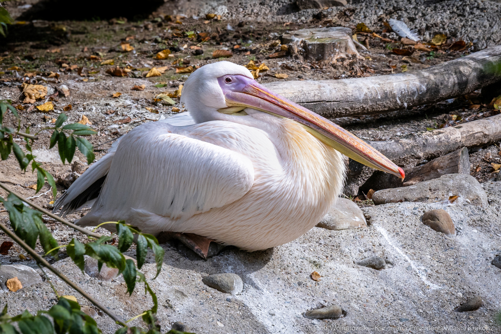 ZOO, Ptaszarnia, otwarcie jubileusz, 95-lecie, Krakowski Ogród Zoologiczny, Mazur, Klęczar, Gryga  Autor: P. Wojnarowski