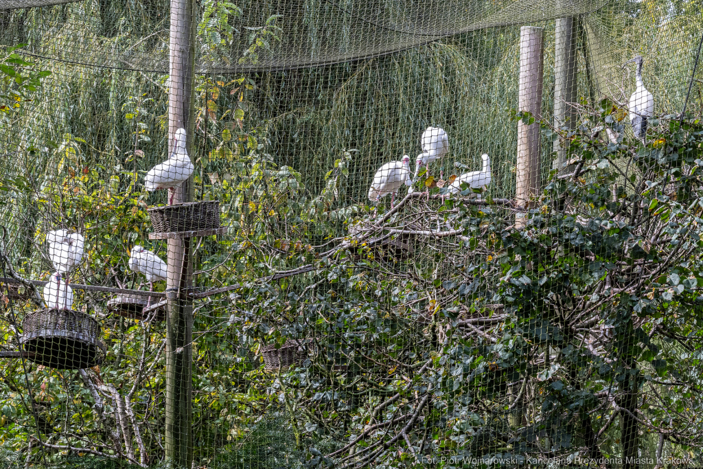 ZOO, Ptaszarnia, otwarcie jubileusz, 95-lecie, Krakowski Ogród Zoologiczny, Mazur, Klęczar, Gryga  Autor: P. Wojnarowski