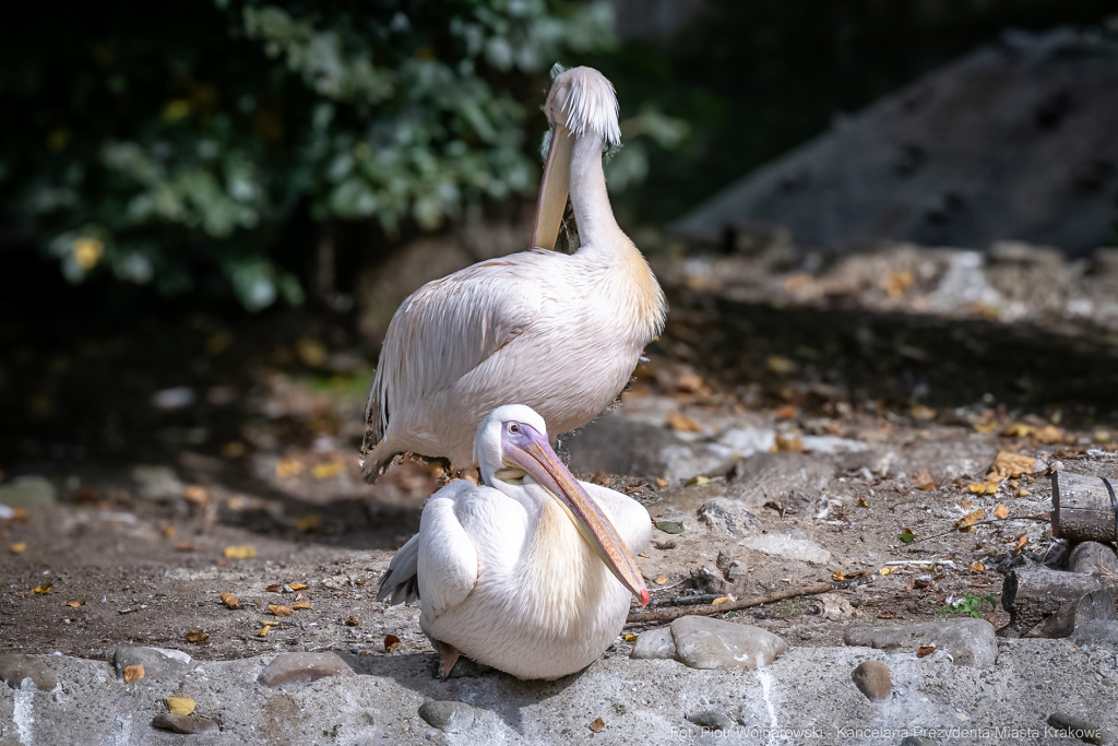 ZOO, Ptaszarnia, otwarcie jubileusz, 95-lecie, Krakowski Ogród Zoologiczny, Mazur, Klęczar, Gryga  Autor: P. Wojnarowski