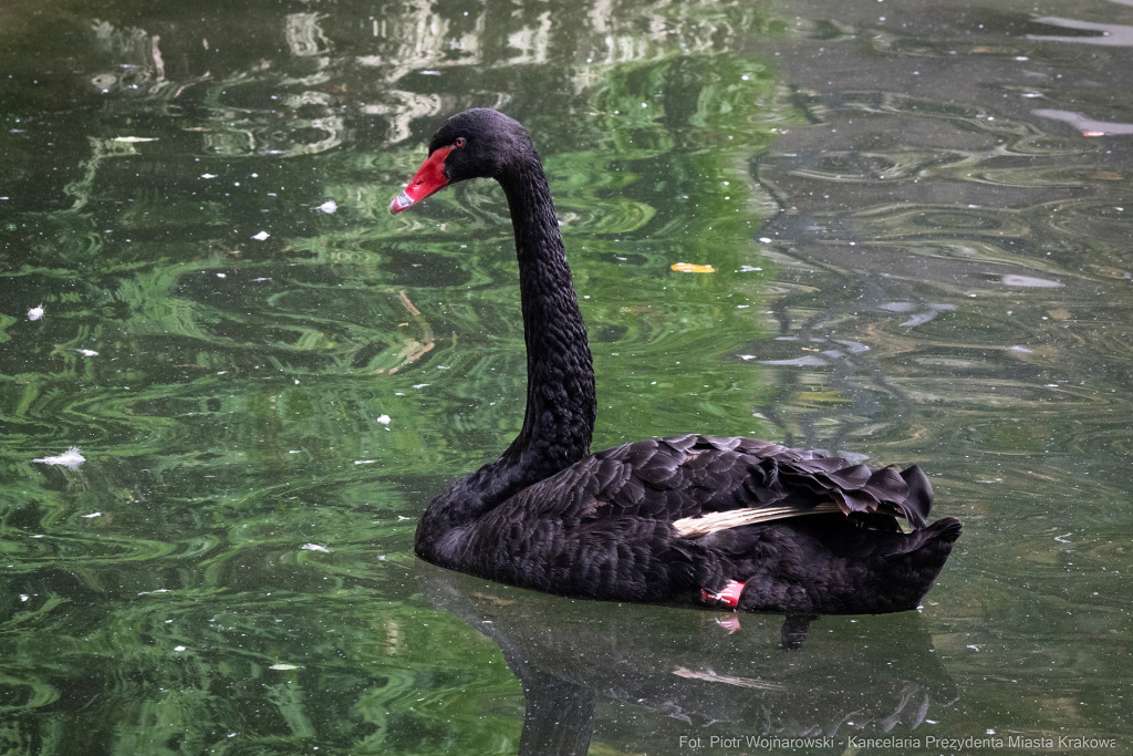 ZOO, Ptaszarnia, otwarcie jubileusz, 95-lecie, Krakowski Ogród Zoologiczny, Mazur, Klęczar, Gryga  Autor: P. Wojnarowski