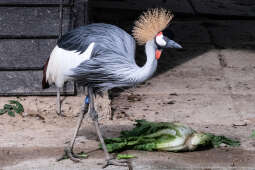 ZOO, Ptaszarnia, otwarcie jubileusz, 95-lecie, Krakowski Ogród Zoologiczny, Mazur, Klęczar, Gryga