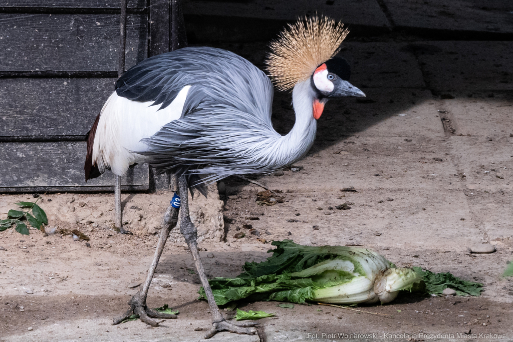 ZOO, Ptaszarnia, otwarcie jubileusz, 95-lecie, Krakowski Ogród Zoologiczny, Mazur, Klęczar, Gryga  Autor: P. Wojnarowski