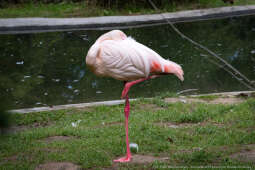 ZOO, Ptaszarnia, otwarcie jubileusz, 95-lecie, Krakowski Ogród Zoologiczny, Mazur, Klęczar, Gryga