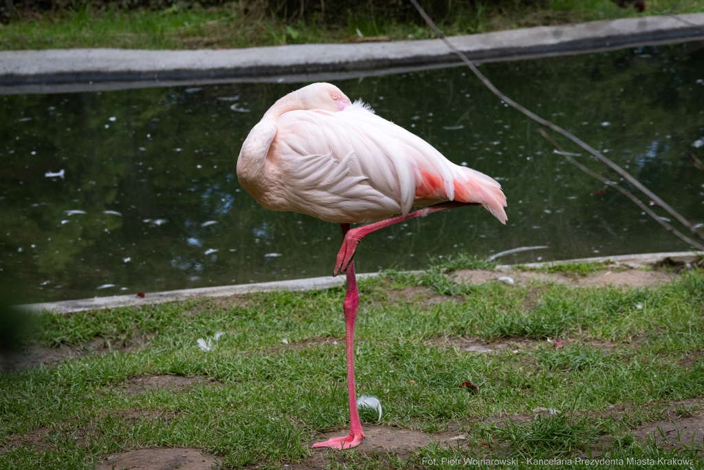 ZOO, Ptaszarnia, otwarcie jubileusz, 95-lecie, Krakowski Ogród Zoologiczny, Mazur, Klęczar, Gryga  Autor: P. Wojnarowski