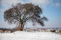 jg1_210214_krpl_9773.jpg-śnieg,Kraków