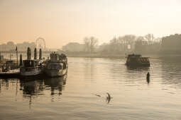 20250120-bsk_4525.jpg-śnieg, Kraków, wisła, łabędzie