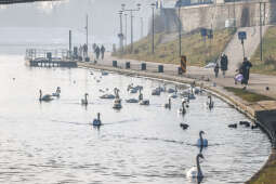 20250120-bsk_4597.jpg-śnieg, Kraków, wisła, łabędzie