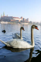 20250120-bsk_4635.jpg-śnieg, Kraków, wisła, łabędzie