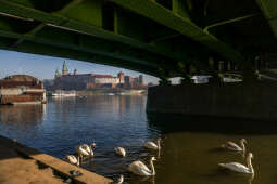 20250120-bsk_4721.jpg-śnieg, Kraków, wisła, łabędzie