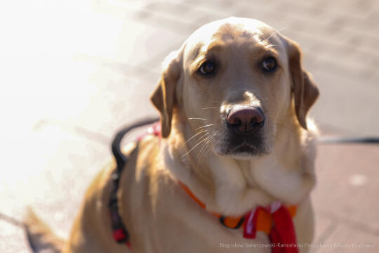 bs-250126-bsk_5761.jpg-WOŚP, Miszalski