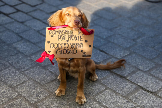 bs-250126-bsk_5895.jpg-WOŚP, Miszalski