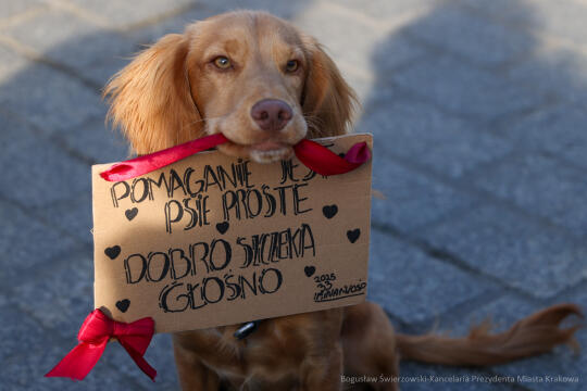 bs-250126-bsk_5900.jpg-WOŚP, Miszalski