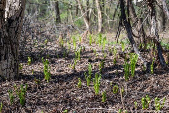 PW_457010_fot. Piotr Wojnarowski.jpg-Paprociowy Las, Miszalski, Mazur, mieszkańcy, Czyżyny