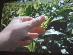 482187739_1201774177950467_9018241023235472838_n.jpg-Herbaciane spotkanie na Helclów.