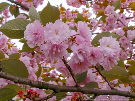 PW_470_001_fot. Piotr Wojnarowski.jpg-kwitnące wiśnie, aleja, kwiaty, instagram, al. Armii Krajowej